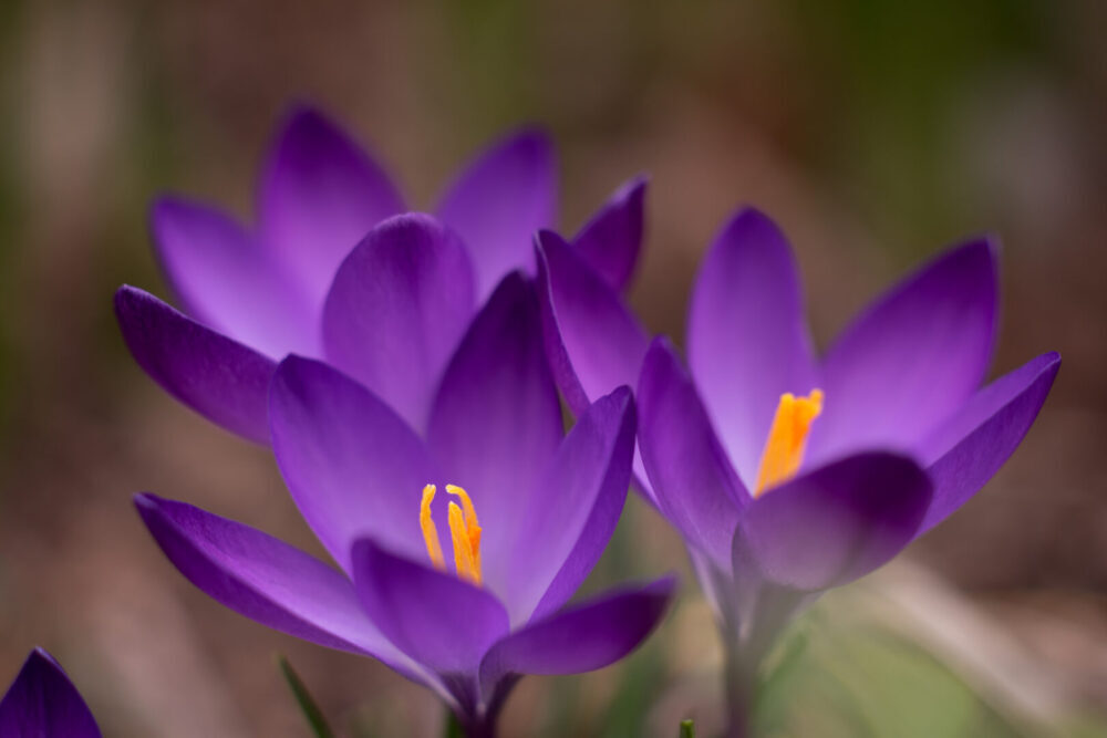 お花で気分を変えよう 花の歴史と色彩心理 第8回 春の訪れを知らせるクロッカスの紫 Green アンドグリーン 昔 今 これから 山のリアルを伝えるメディアサイト