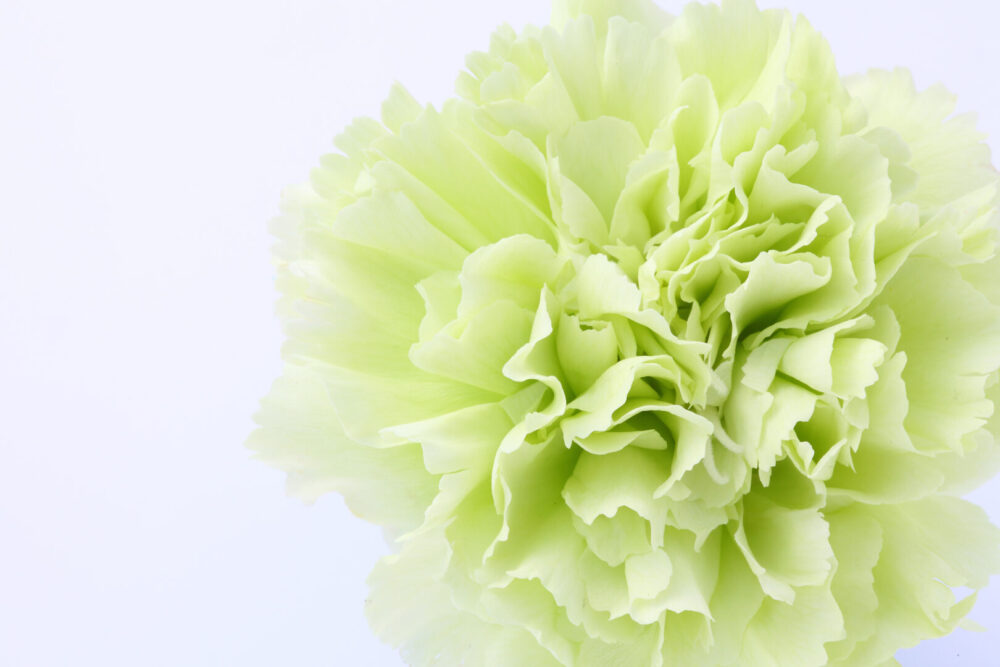 お花で気分を変えよう 花の歴史と色彩心理 第11回 すがすがしいカーネーションの緑 Green アンドグリーン 昔 今 これから 山のリアルを伝えるくメディアサイト